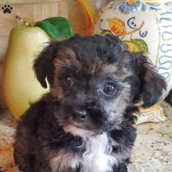 David, Toy Poodle Puppy