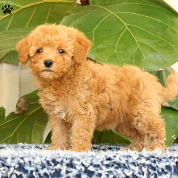 Dawn, Havapoo Puppy