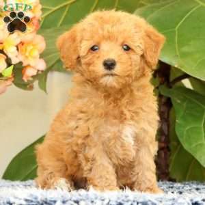 Dawn, Havapoo Puppy