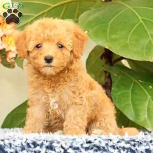 Dawn, Havapoo Puppy