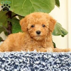 Dawn, Havapoo Puppy