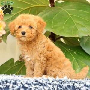 Dawn, Havapoo Puppy