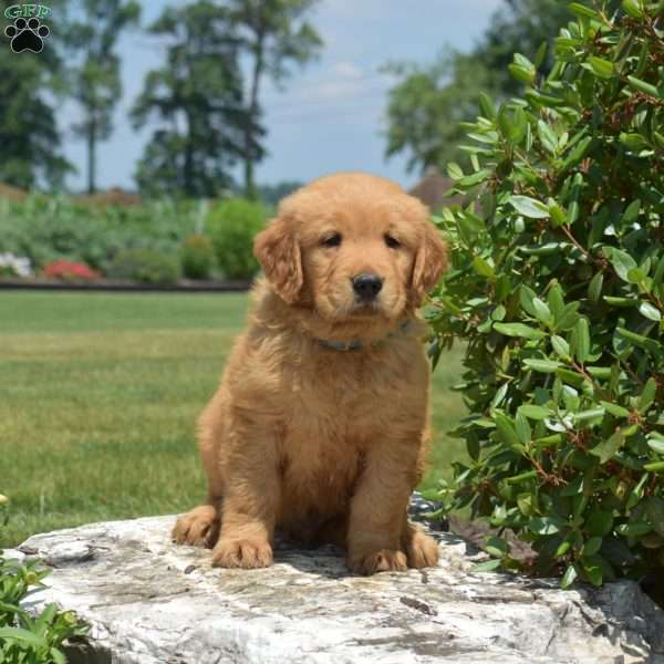 Dawson, Golden Retriever Puppy