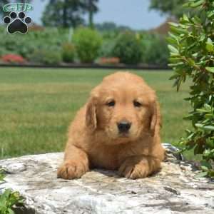 Dawson, Golden Retriever Puppy