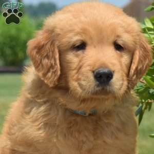 Dawson, Golden Retriever Puppy