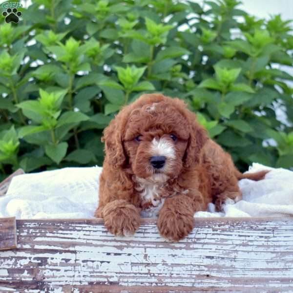 Dazzle, Mini Goldendoodle Puppy