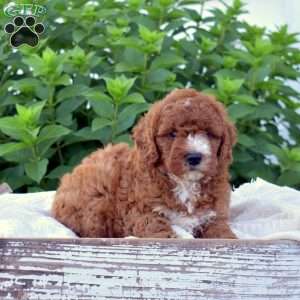 Dazzle, Mini Goldendoodle Puppy