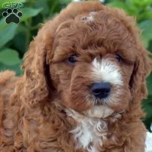 Dazzle, Mini Goldendoodle Puppy