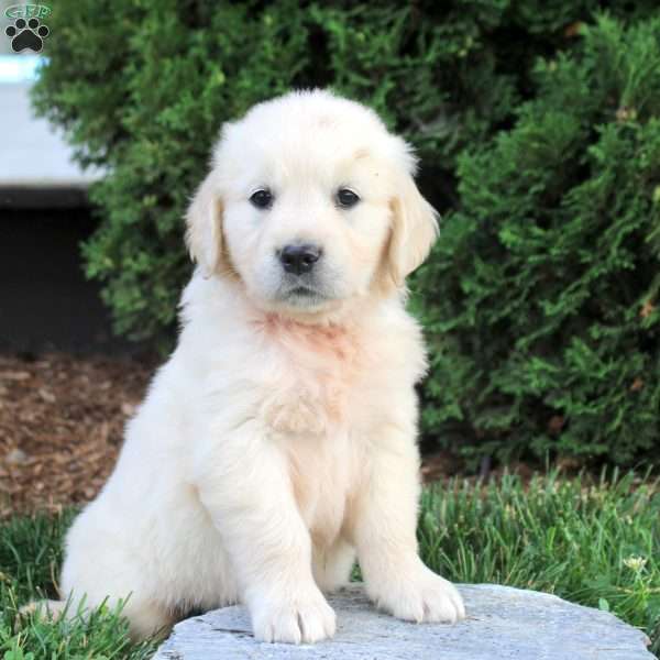 Debbie, English Cream Golden Retriever Puppy
