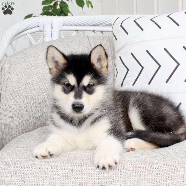 Delco, Alaskan Malamute Puppy