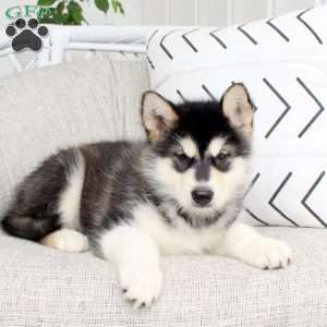 Delco, Alaskan Malamute Puppy