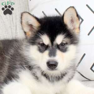 Delco, Alaskan Malamute Puppy