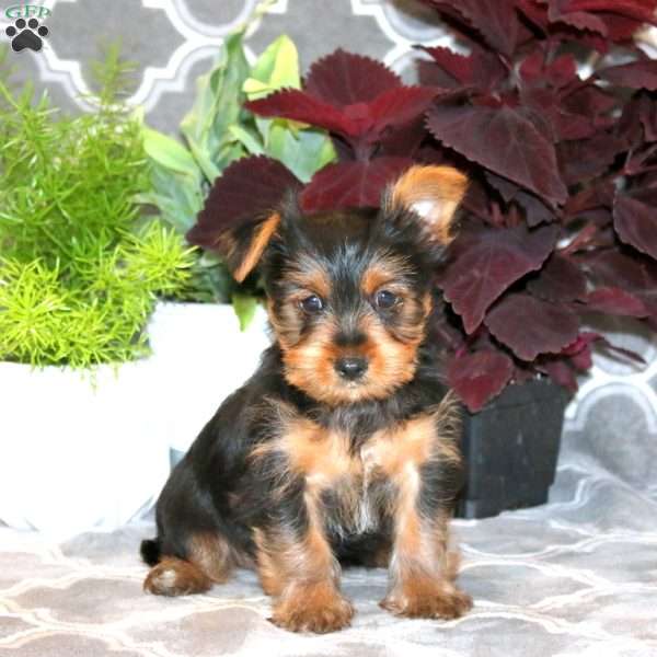 Delvyn, Yorkie Puppy
