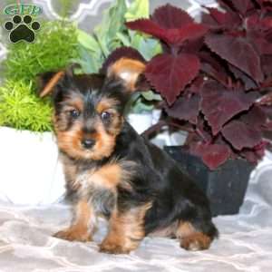 Delvyn, Yorkie Puppy