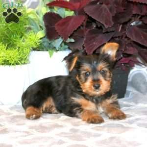 Delvyn, Yorkie Puppy
