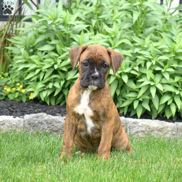 Delilah, Boxer Puppy