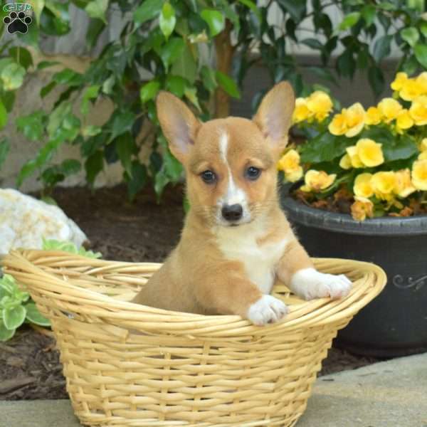 Delilah, Pembroke Welsh Corgi Puppy