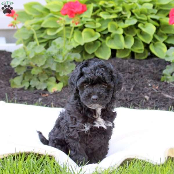 Delilah, Miniature Poodle Puppy