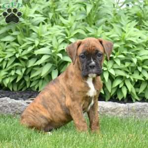 Delilah, Boxer Puppy