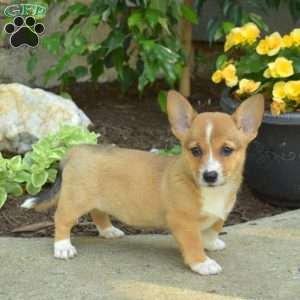 Delilah, Pembroke Welsh Corgi Puppy