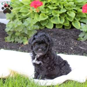 Delilah, Miniature Poodle Puppy