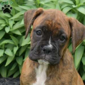 Delilah, Boxer Puppy