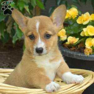 Delilah, Pembroke Welsh Corgi Puppy
