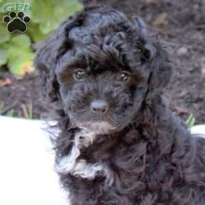 Delilah, Miniature Poodle Puppy