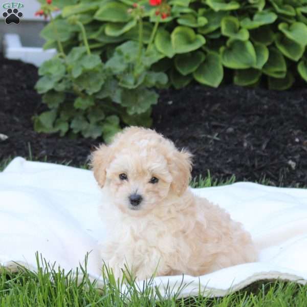 Delta, Miniature Poodle Puppy