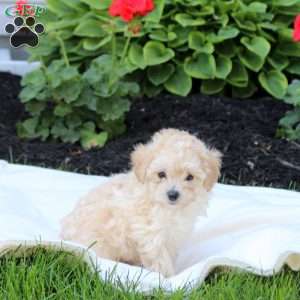 Delta, Miniature Poodle Puppy