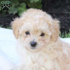 Delta, Miniature Poodle Puppy