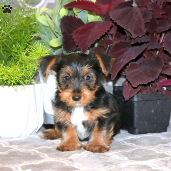 Derek, Yorkie Puppy