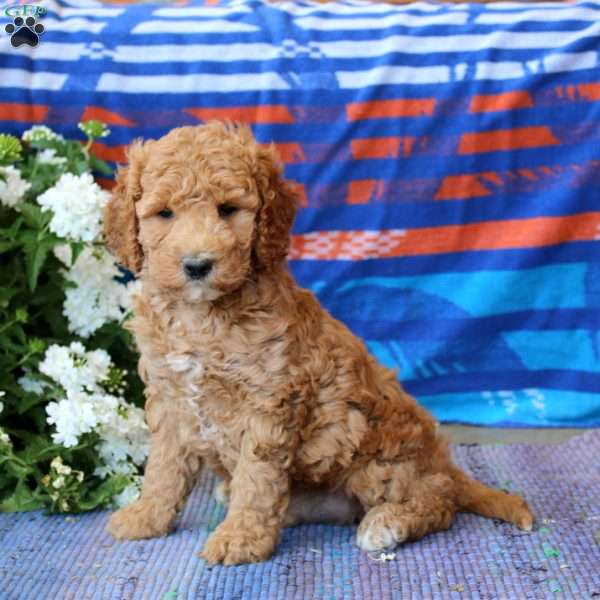 Derek, Mini Goldendoodle Puppy