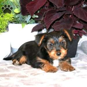 Derek, Yorkie Puppy