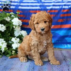 Derek, Mini Goldendoodle Puppy