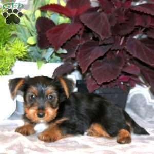 Derek, Yorkie Puppy