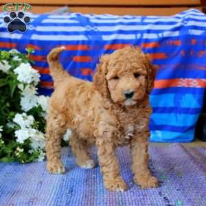 Derek, Mini Goldendoodle Puppy