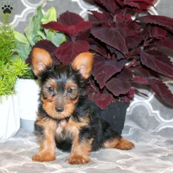 Derlyn, Yorkie Puppy