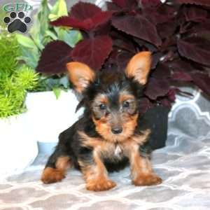 Derlyn, Yorkie Puppy
