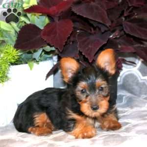 Derlyn, Yorkie Puppy