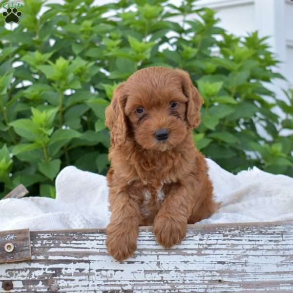 Destiny, Mini Goldendoodle Puppy