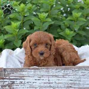 Destiny, Mini Goldendoodle Puppy
