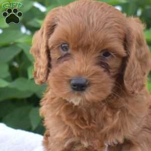 Destiny, Mini Goldendoodle Puppy