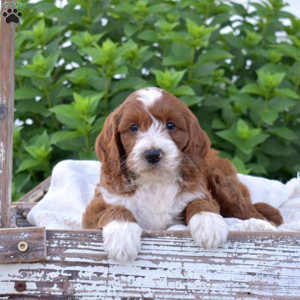 Dexter, Mini Goldendoodle Puppy