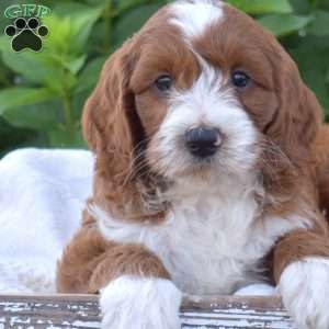 Dexter, Mini Goldendoodle Puppy