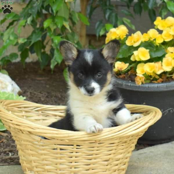 Diamond, Pembroke Welsh Corgi Puppy