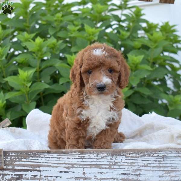 Diamond, Mini Goldendoodle Puppy
