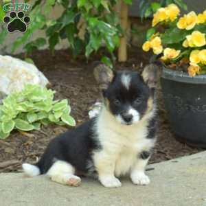 Diamond, Pembroke Welsh Corgi Puppy