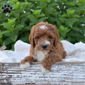 Diamond, Mini Goldendoodle Puppy