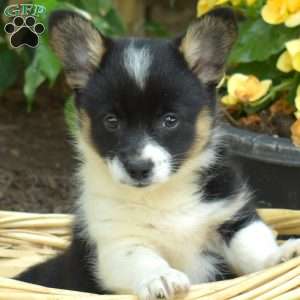 Diamond, Pembroke Welsh Corgi Puppy